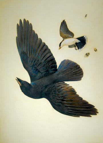  / Athos Menaboni, Eastern Crow and Eastern Kingbird, c. 1942. Oil on illustration board; 35 × 26 in. (88.9 × 66 cm). Gift of David and Janice Miller, 2007.3.1. 
