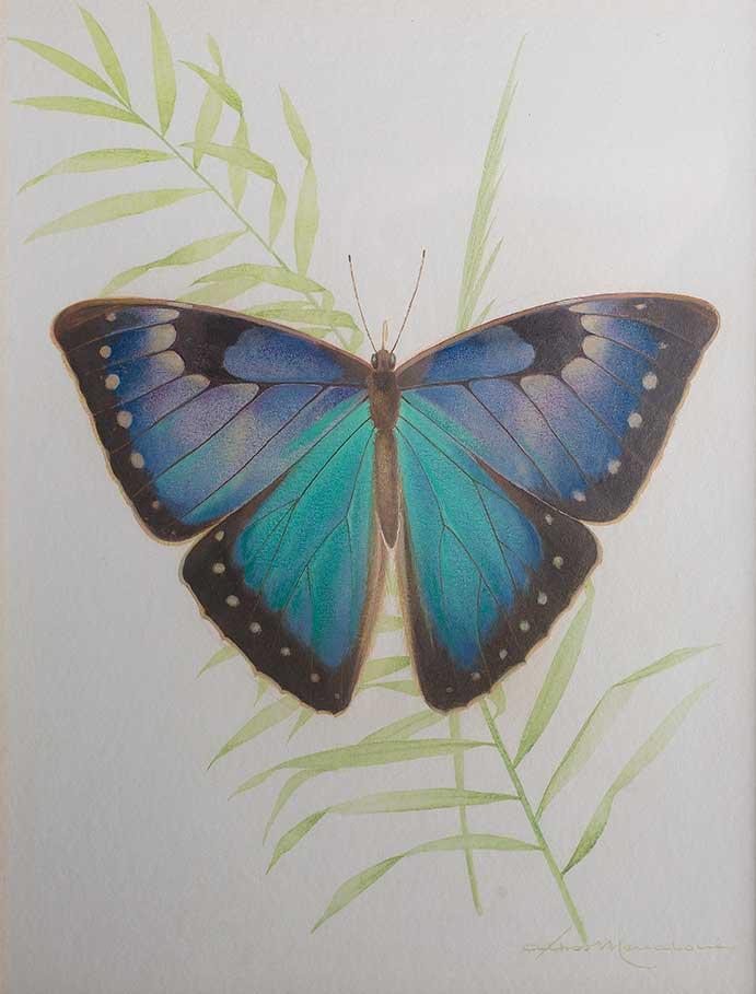  / Athos Menaboni, Morpho, c. 1975. Oil on gessoed paper; 19 x 14 1/2 in. (48.3 x 36.8 cm). Gift of D. Russell Clayton, 2008.3.3. 
