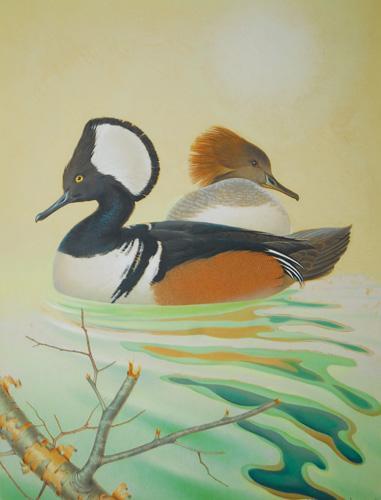  / Athos Menaboni, Hooded Merganser, c. 1944. Oil on illustration board; 24 1/2 x 20 in. (62.2 x 50.8 cm). Gift of D. Russell Clayton, 2007.1.4. 

