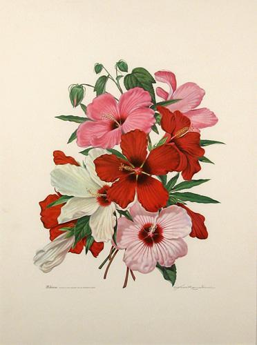  / Athos Menaboni, Hibiscus, 1964. Ink on paper, lithograph; 22 x 17 in. (55.9 x 43.2 cm). Gift of D. Russell Clayton, 2007.1.33. 
