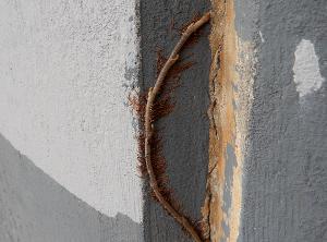 Lisa Schnellinger - Image 3 - Underpass Growth  / Lisa Schnellinger - Image 3 - Underpass Growth 