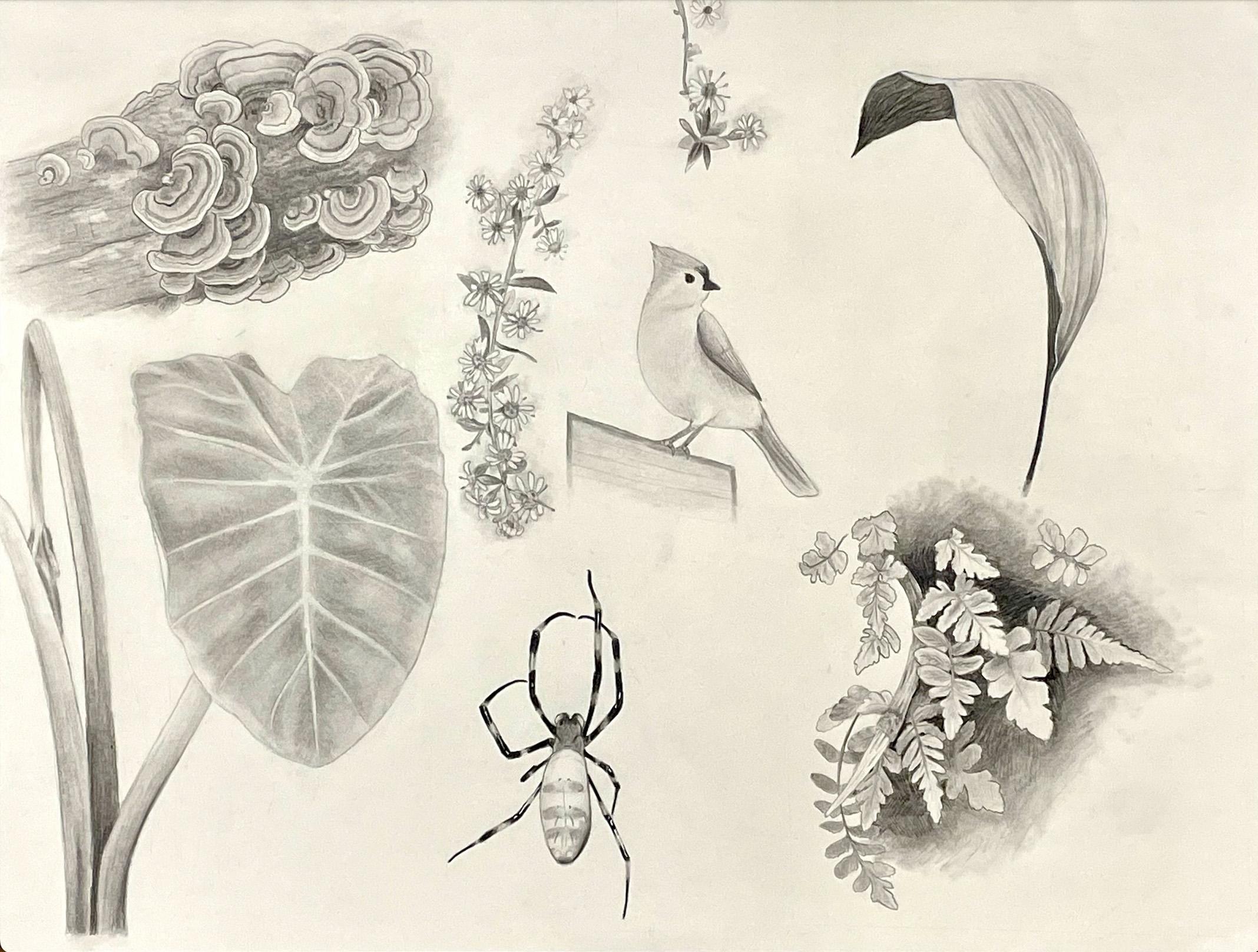 Aaron Bishop  / Aaron Bishop - Natural History Drawing - 18x24 Graphite 2023 