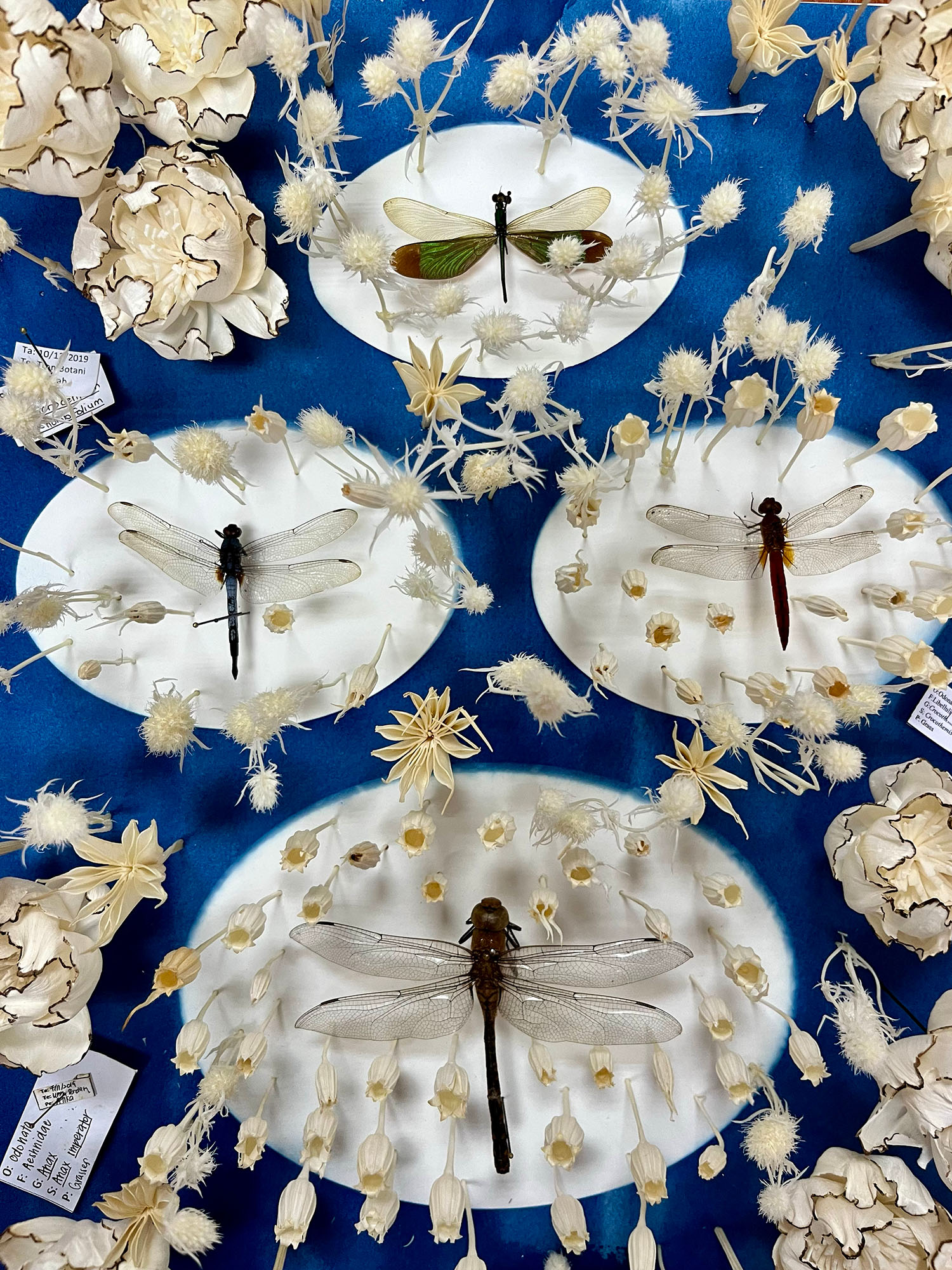 image of dragonflies against a blue background