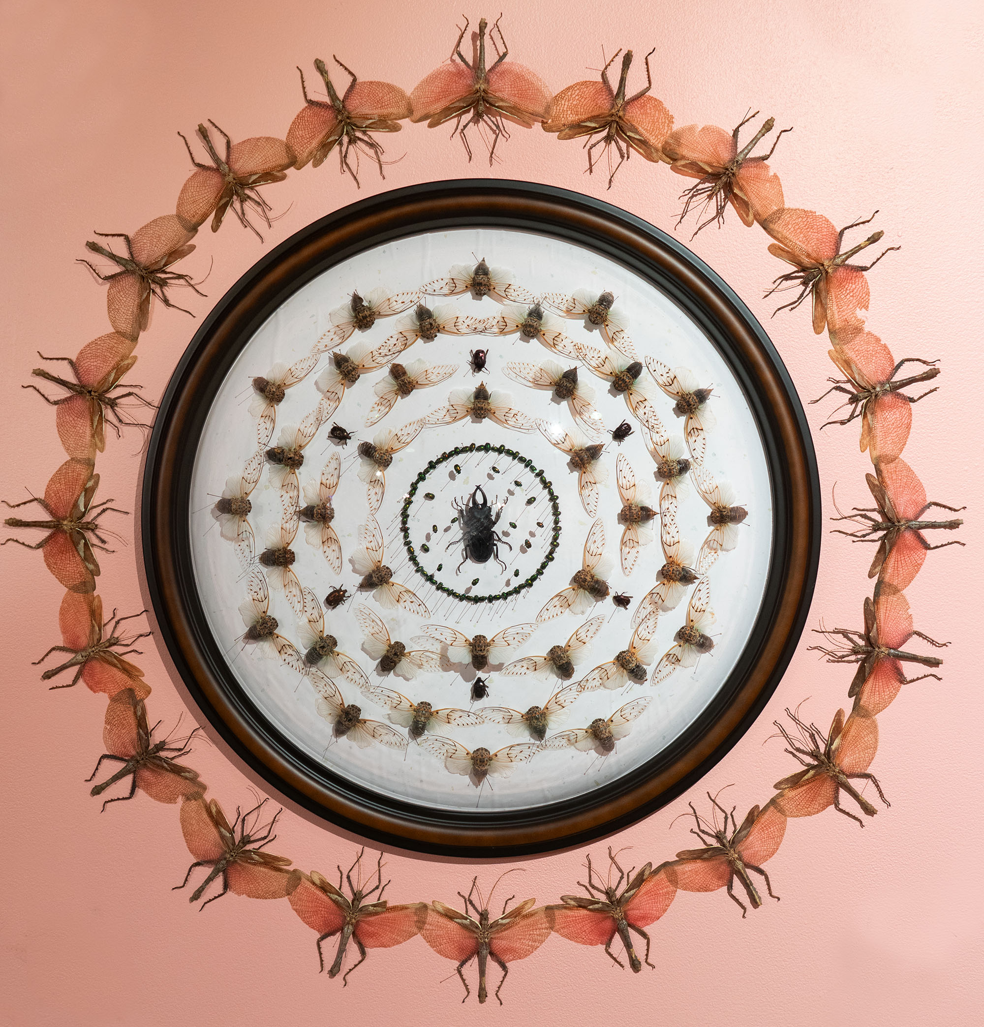 image of bugs in a frame