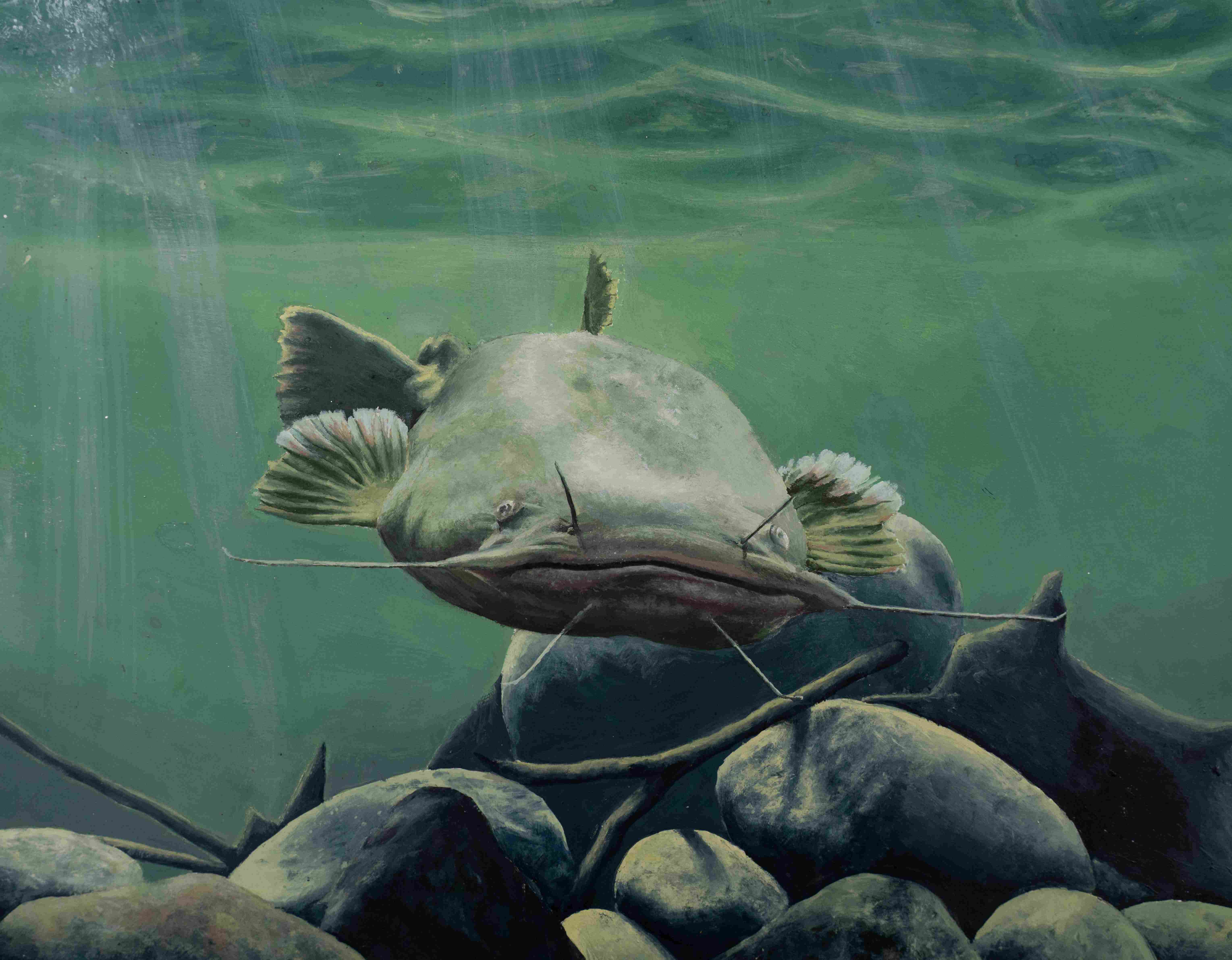 painting of a catfish