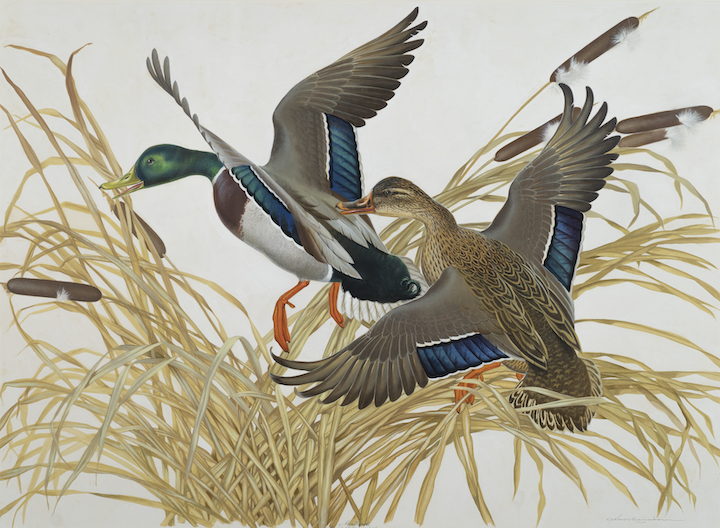 a painting of mallard ducks