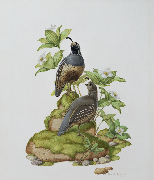 a painting of california quail
