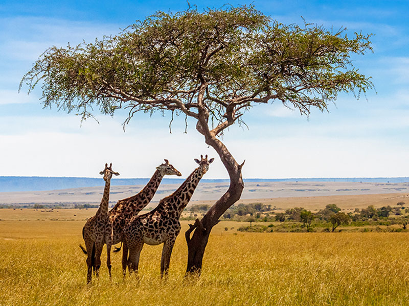  Three giraffes gather under a tree in a field, showcasing Uganda's rich biodiversity and natural landscapes.