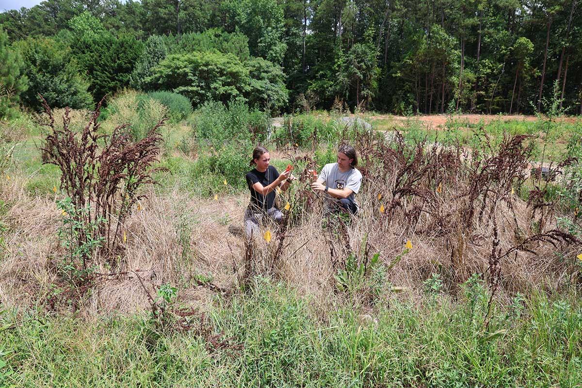 Dr. Bretfeld and student working in the field on research for the Birla Carbon Scholars program.  / Dr. Bretfeld and student working in the field on research for the Birla Carbon Scholars program. 