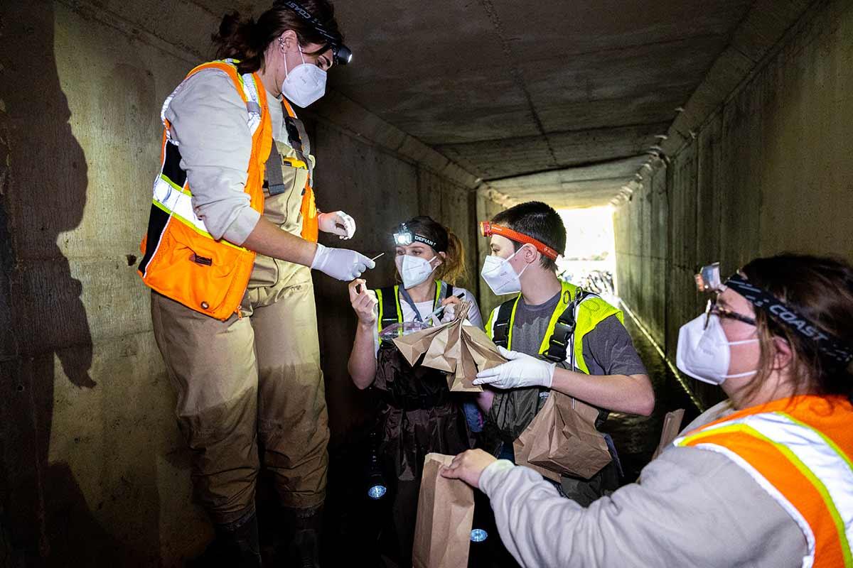 Students working on bat research in the field. / Students working on bat research in the field.