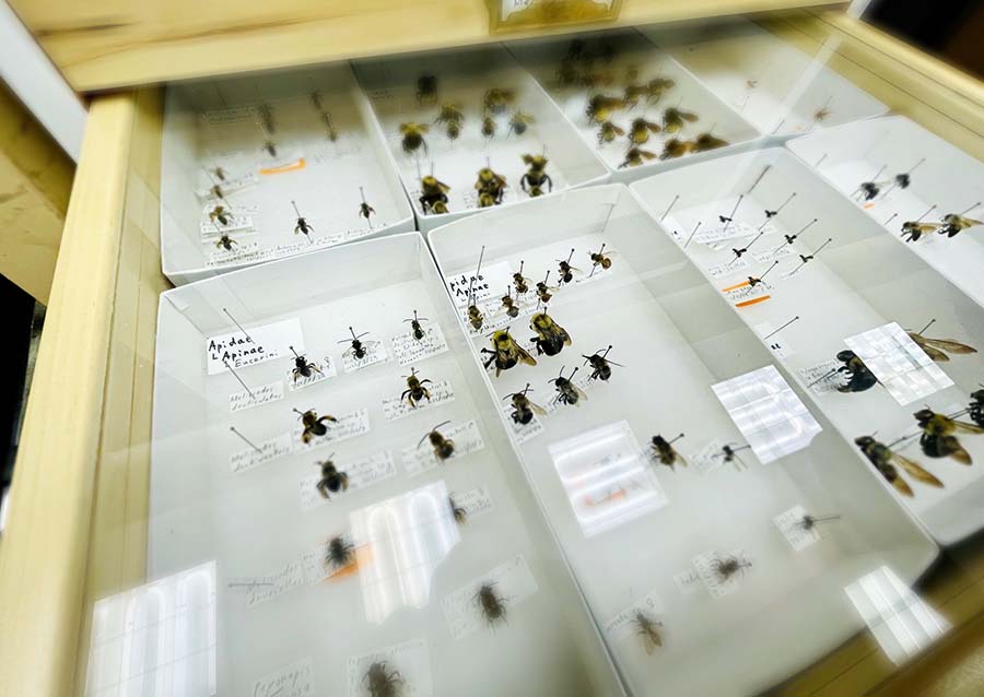Photo of a bees in the Mountains-to-Metro Specimen Collection
