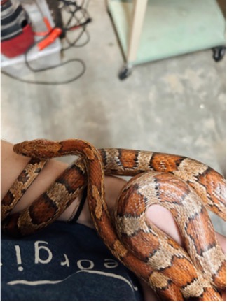 A brown and orange snake wrapped around a person's arm.
