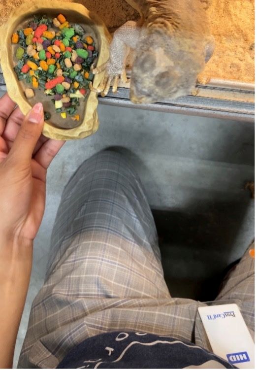 A person feeding a small animal from a bowl.