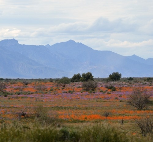 Expansive field of wildflowers with mountains in the background, highlighting natural landscapes and indigenous connections to land.