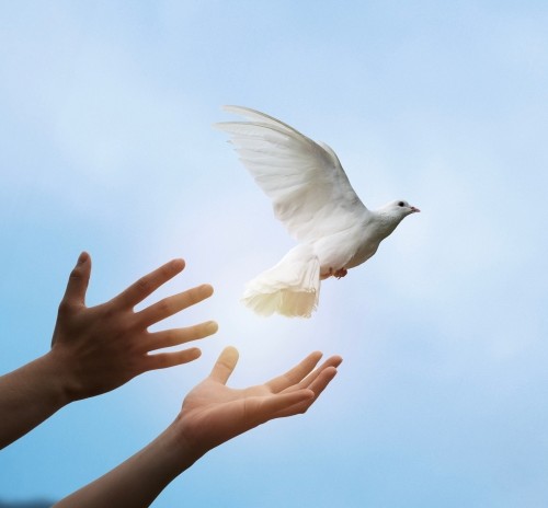 White dove being released from a pair of hands into a clear blue sky.