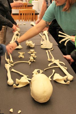 People assembling a skeleton on a table.