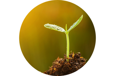 A plant sprouting in soil. 