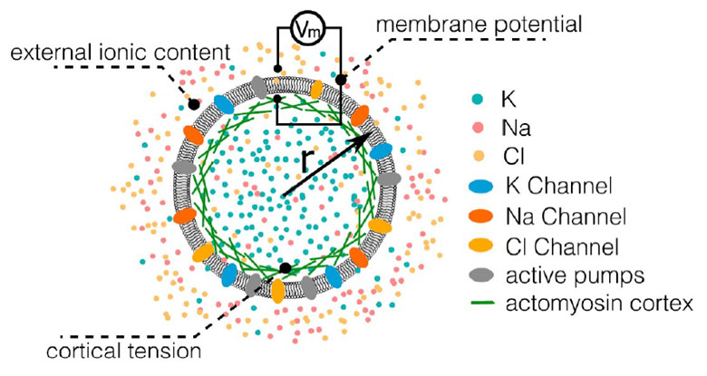 A diagram of a suspension cell with various ion species and the associated channels and pumps.