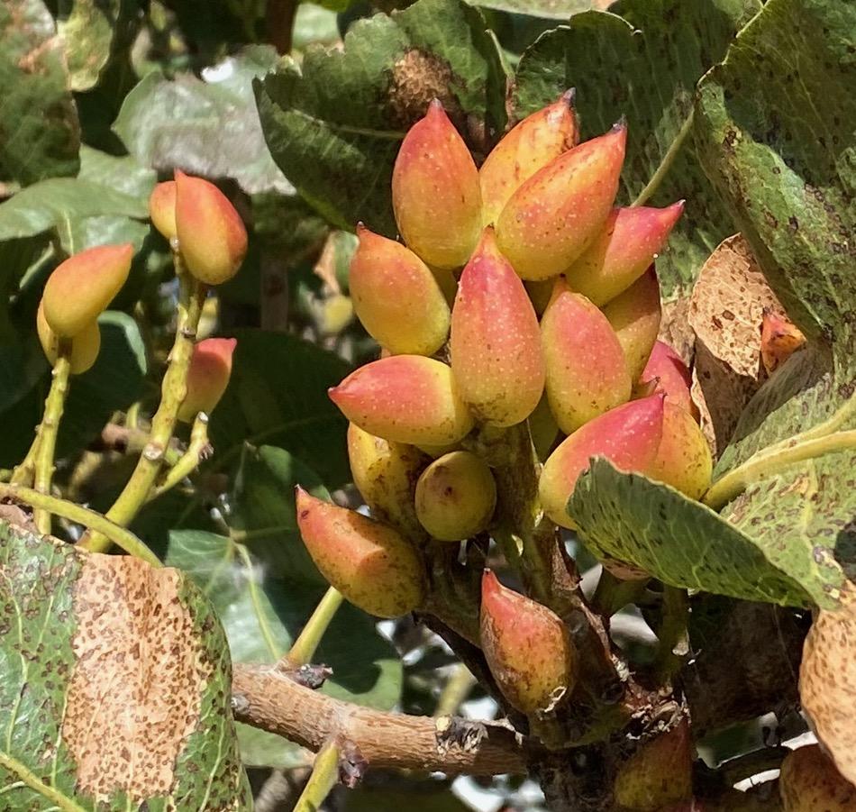 Category: Cuisine - Second Place -Pistachio Tree by Arden McCauley / Category: Cuisine - Second Place -Pistachio Tree by Arden McCauley
