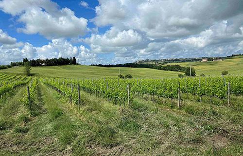 Vineyard / Vineyard
