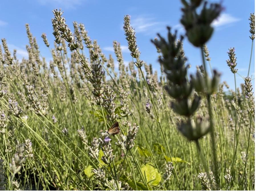 Category: Cuisine - Second Place / Category: Cuisine - Second Place "Farfalla Nella Lavanda"Kaitlyn Stahl Italy 