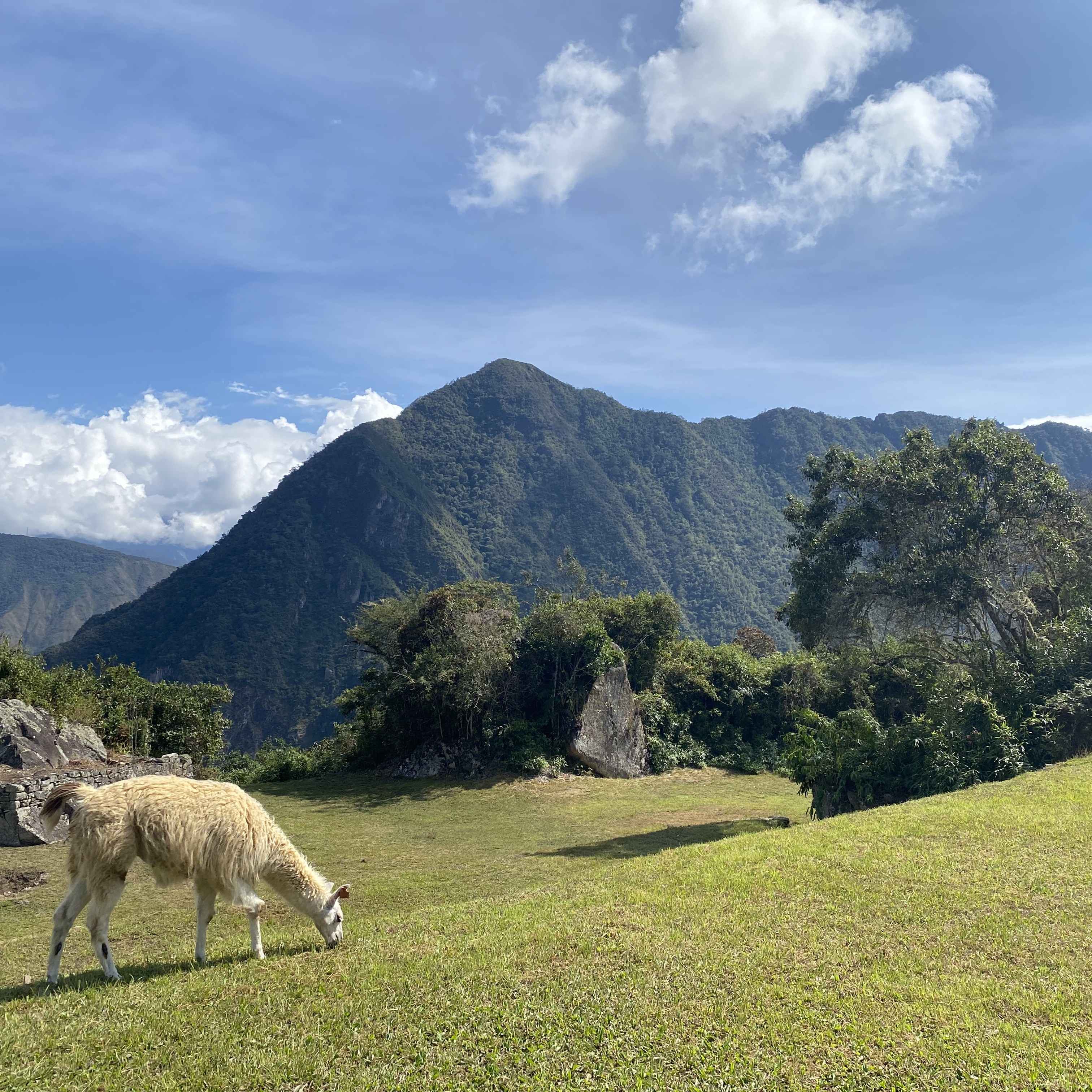 llama in peru