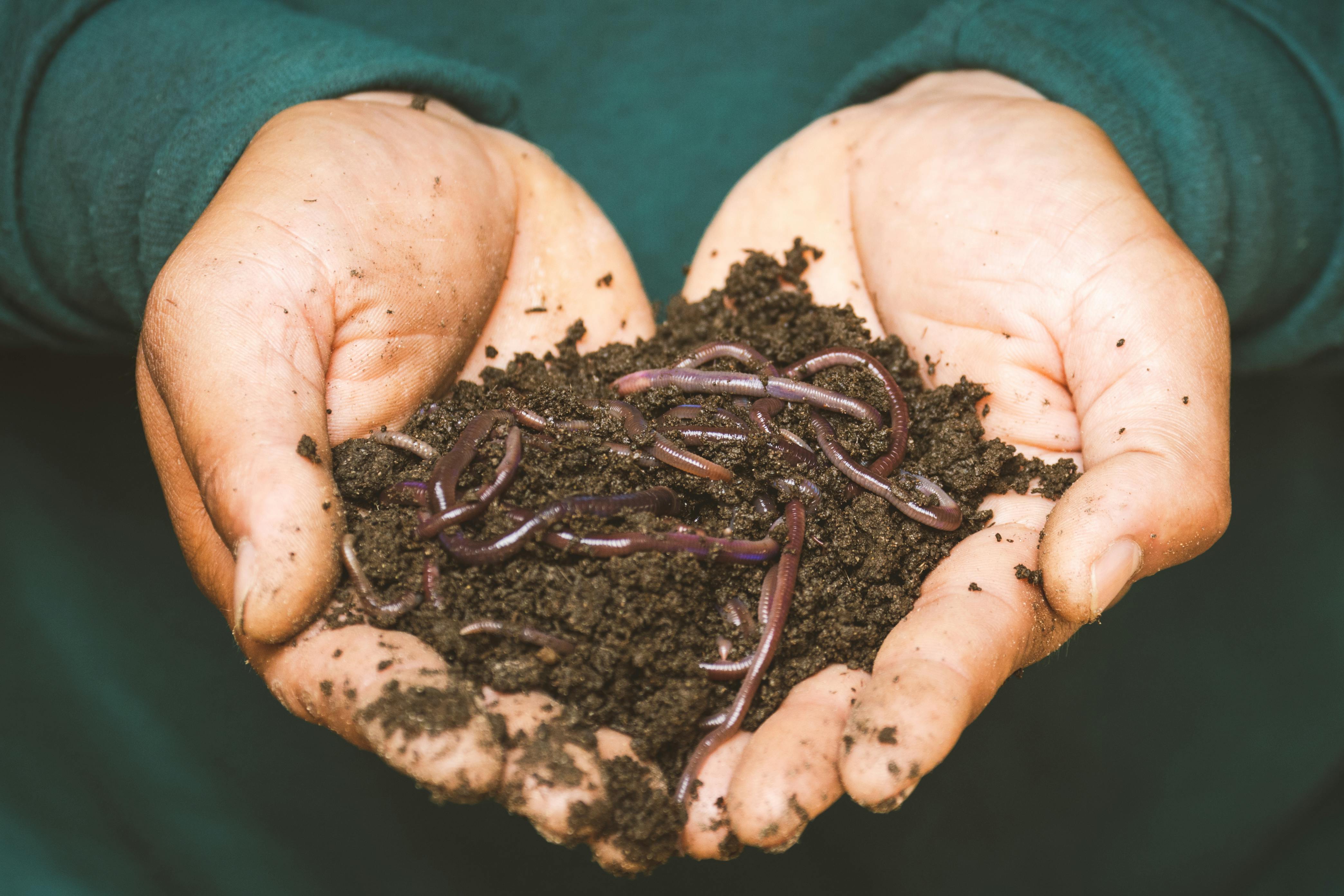 two hands holding dirt filled with earth worms