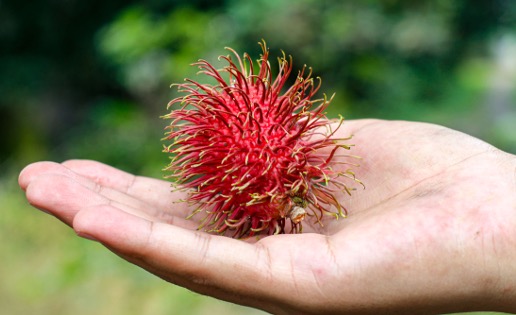 image of a rambutan thai fruit in the palm of someone's hand