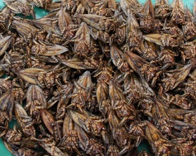 Thai Water Bugs
