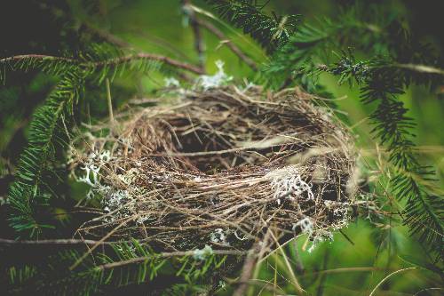 picture of a birds nest 