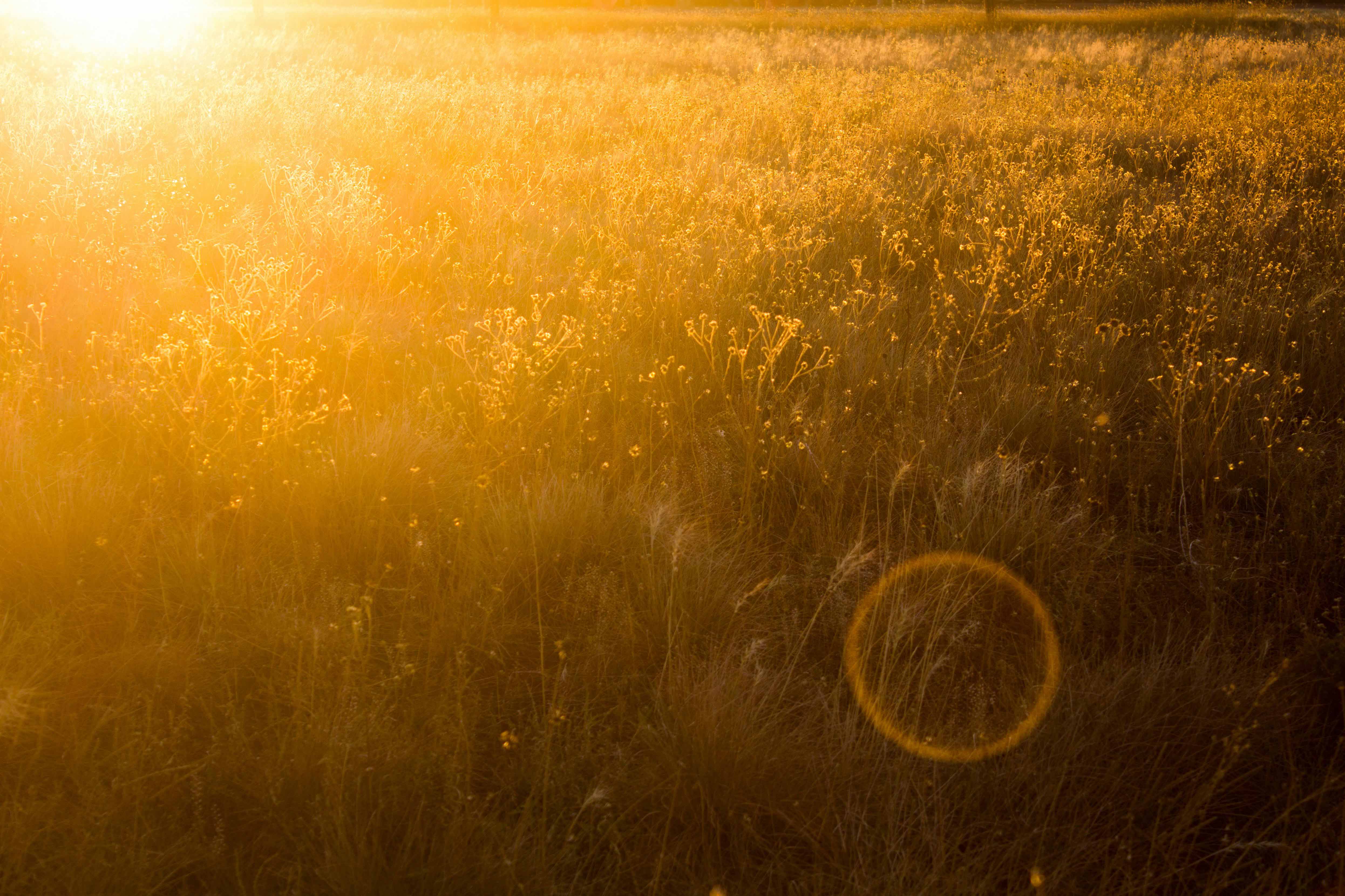 close up of grass and flowers with bright orange sunglare