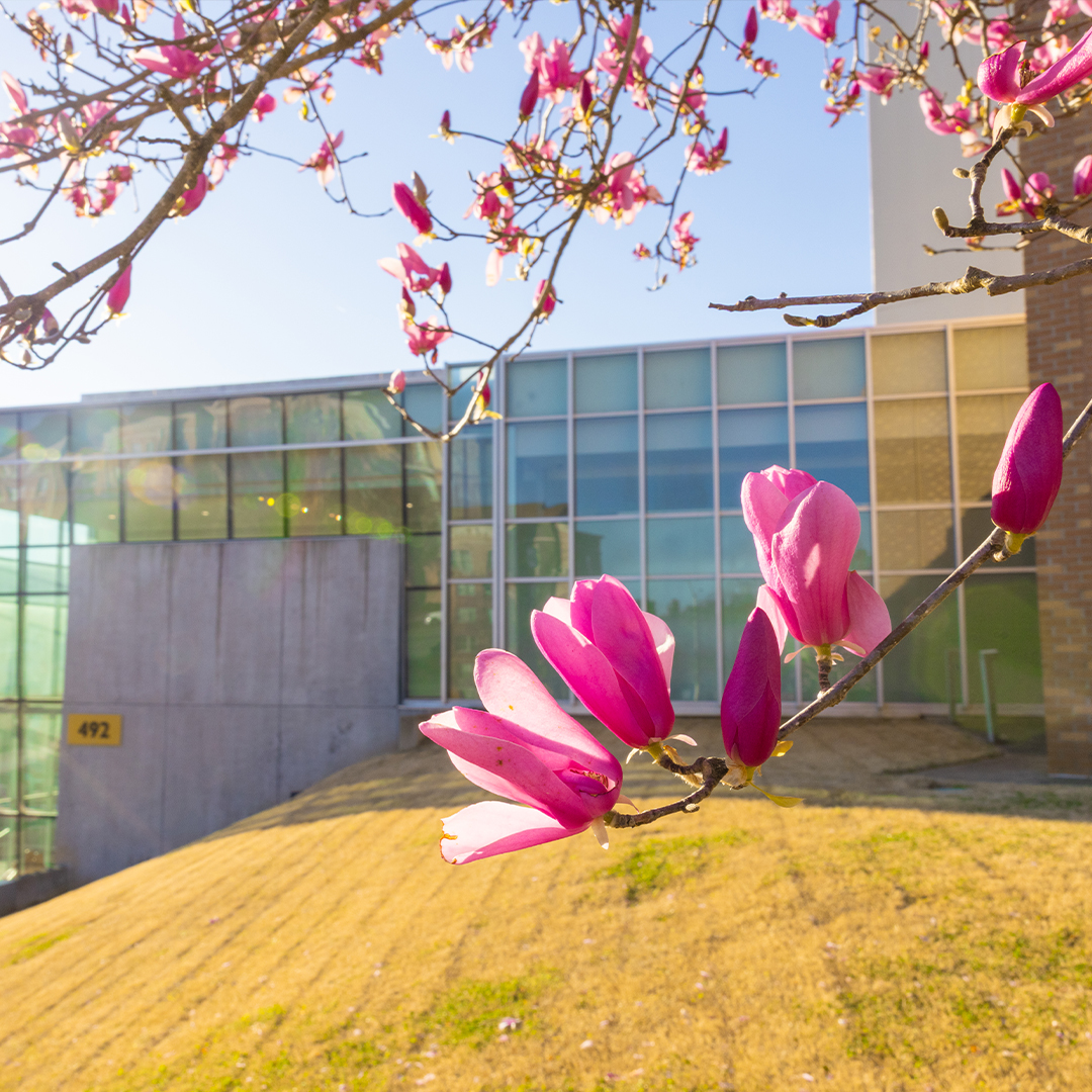 exterior building of kennesaw state university with pink flower