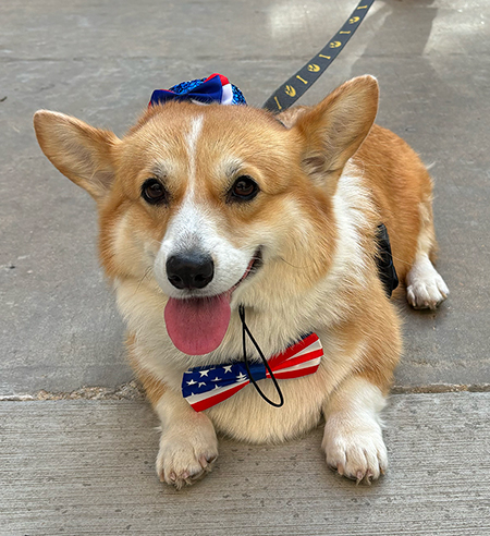 welsh corgi wearing a red, white and blue bowtie