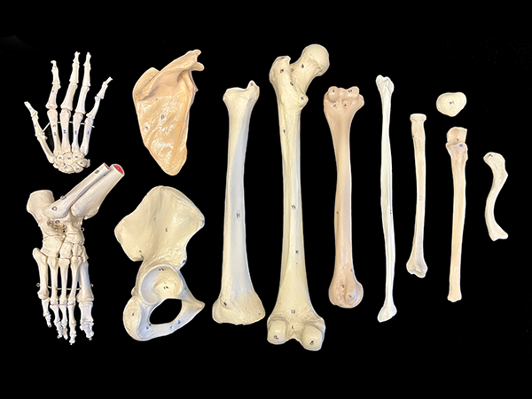 bones