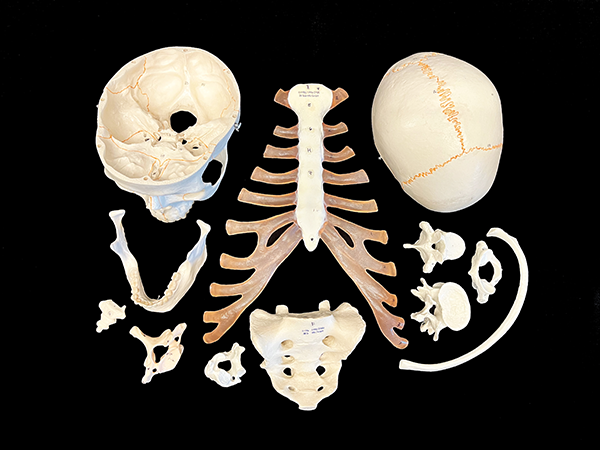 bones