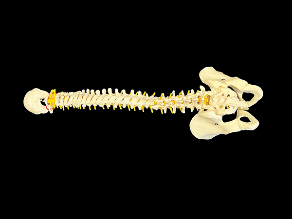 bones