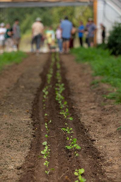 Small Farm Tools Demonstration Day  / Two rows of plants are shown after a demonstration by a Terrateck Paperpot Transplanter. 