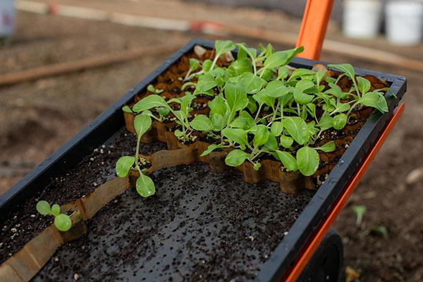 Small Farm Tools Demonstration Day  / An up-close look at a Terrateck Paperpot Transplanter. 