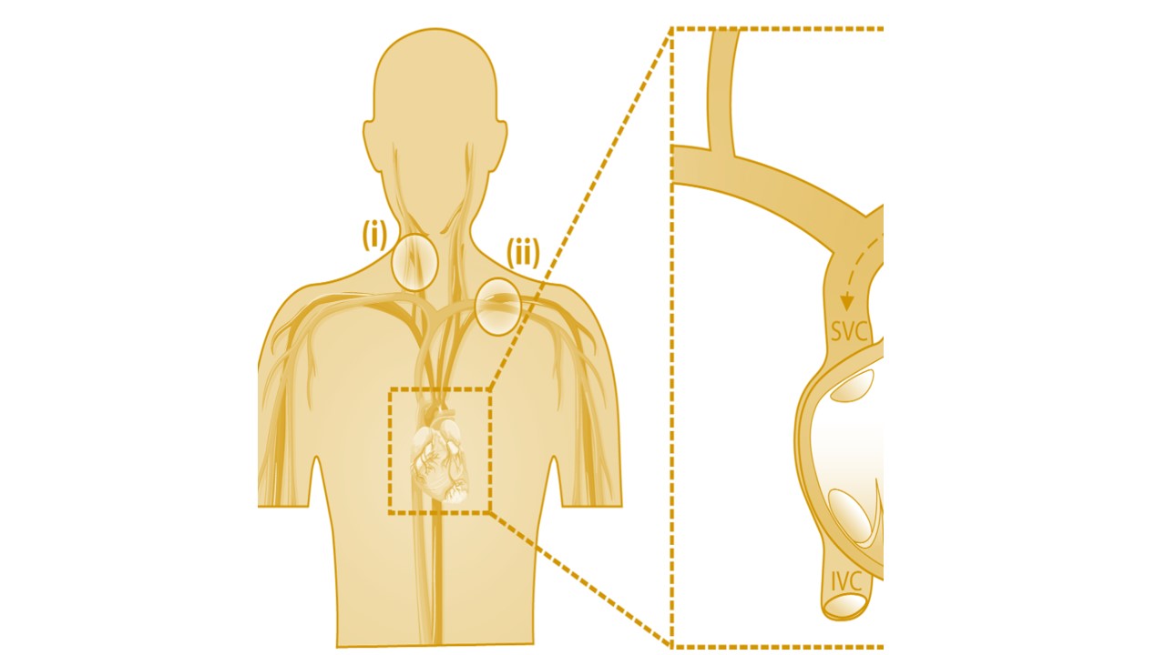 diagram showing position of human heart within body