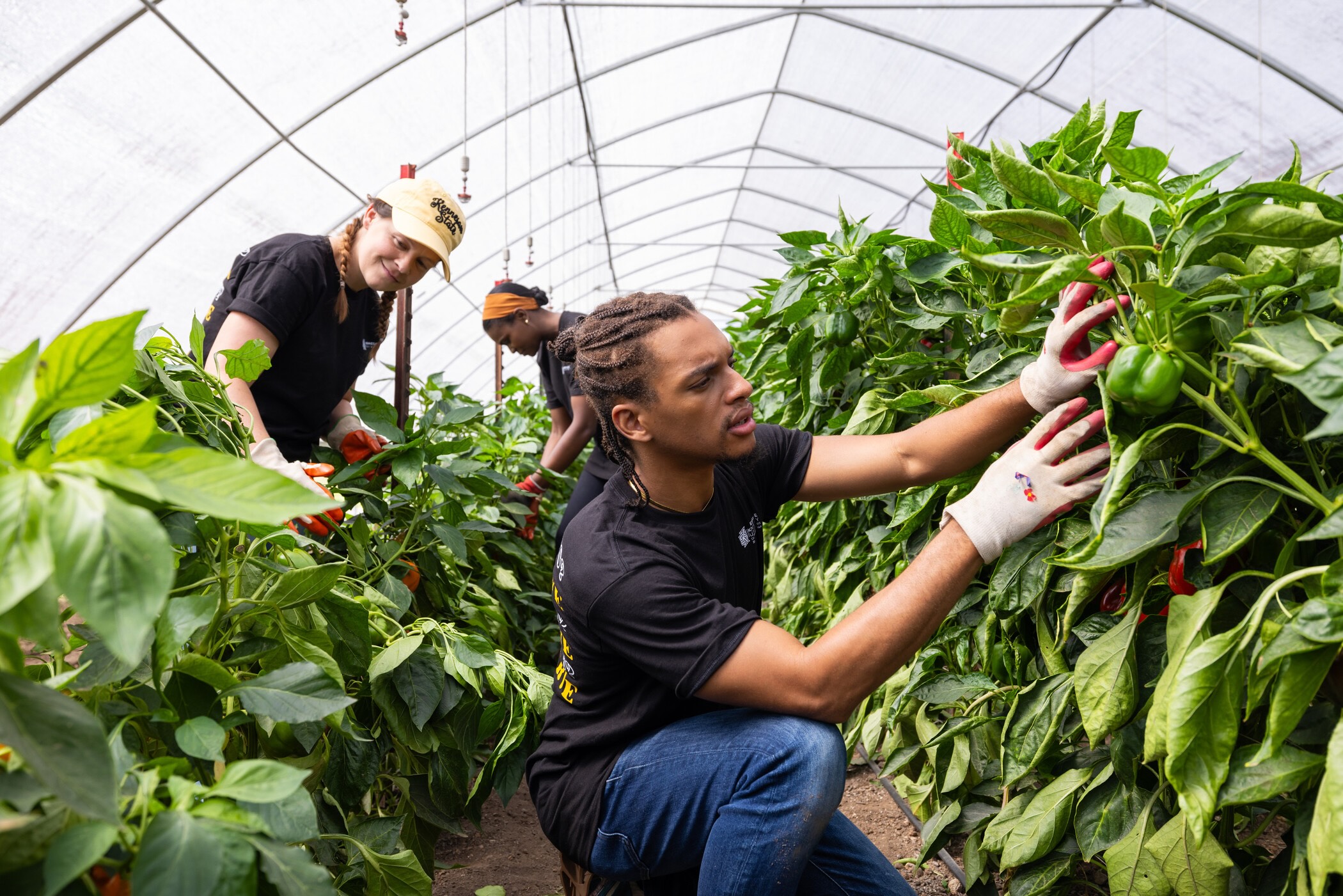 three ksu students examining plants in greenhouse.