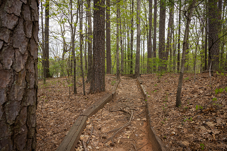 wooded path with road ties along both sides