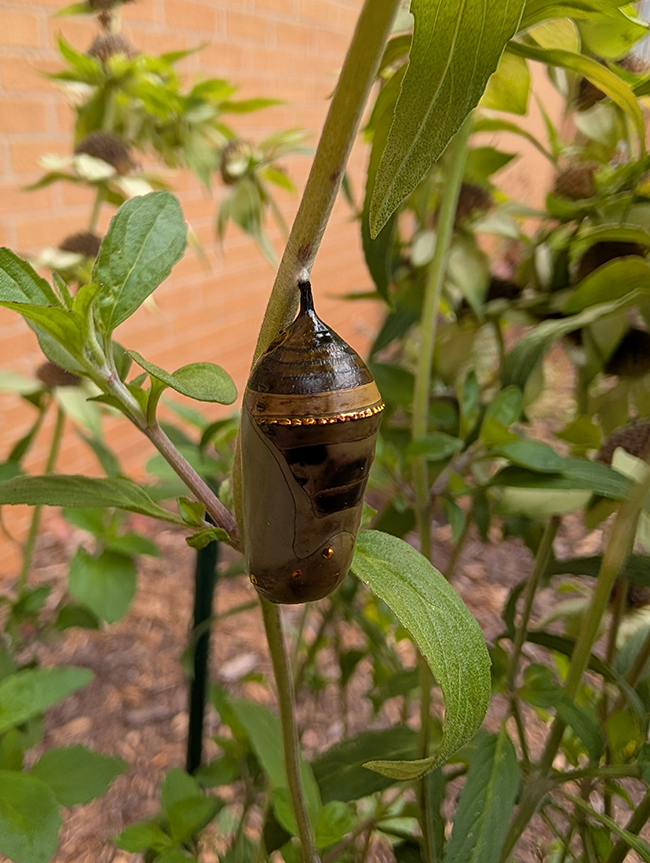cacoon hanging from stem